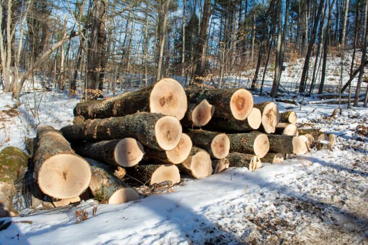 Managing a Small Woodlot for Furniture Grade Timber