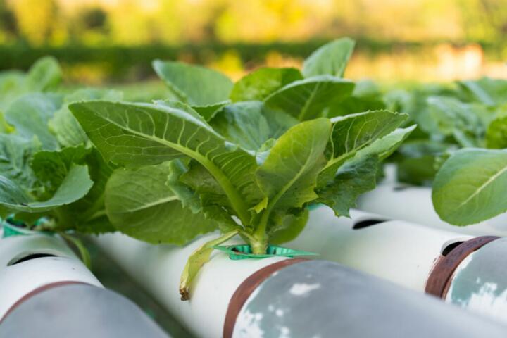 Aquaponics for Beginners: Raising Fish and Vegetables Together