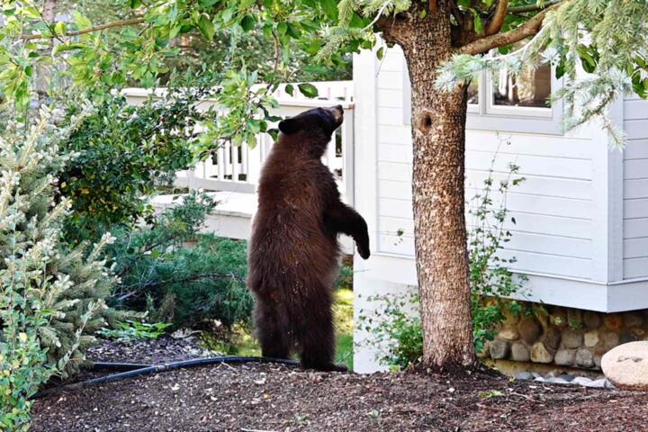 Wildlife Coexistence: Sharing Your Backyard with Deer, Bears, and Birds