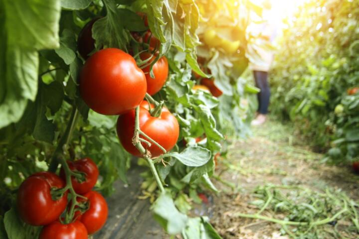 The Economics of Home-Grown Food: Does a Garden Actually Save Money?