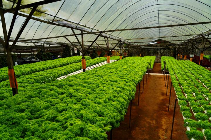 Hydroponic Water Management: Keeping Systems Clean and Productive