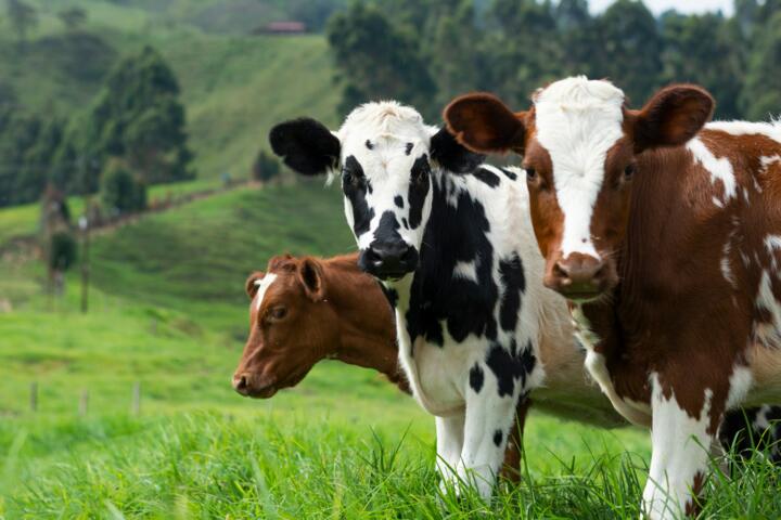 Livestock for Beginners: Why Goats or Sheep Might Suit Your Land