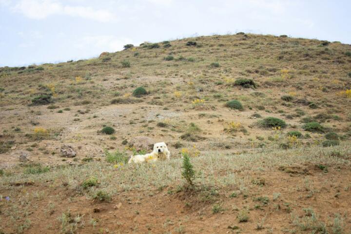 Preparing Your Pets for Rural Life: Predators, Ticks, and Freedom