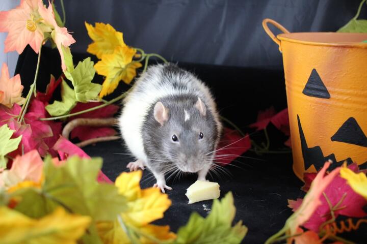 Pest Control in the Country: Dealing with Rodents and Wildlife