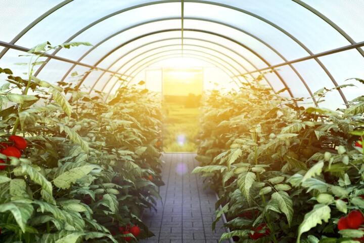Building a Passive Solar Greenhouse for Year-Round Heating Help
