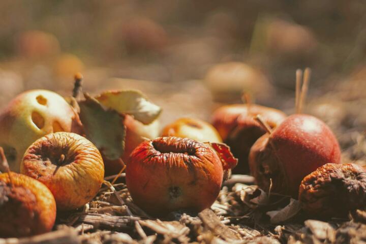 Composting at Scale: How to Turn Waste into Gold for Your Soil