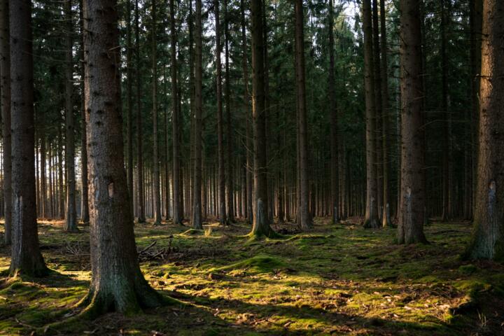 Forest Management: Pruning and Clearing for Health and Safety